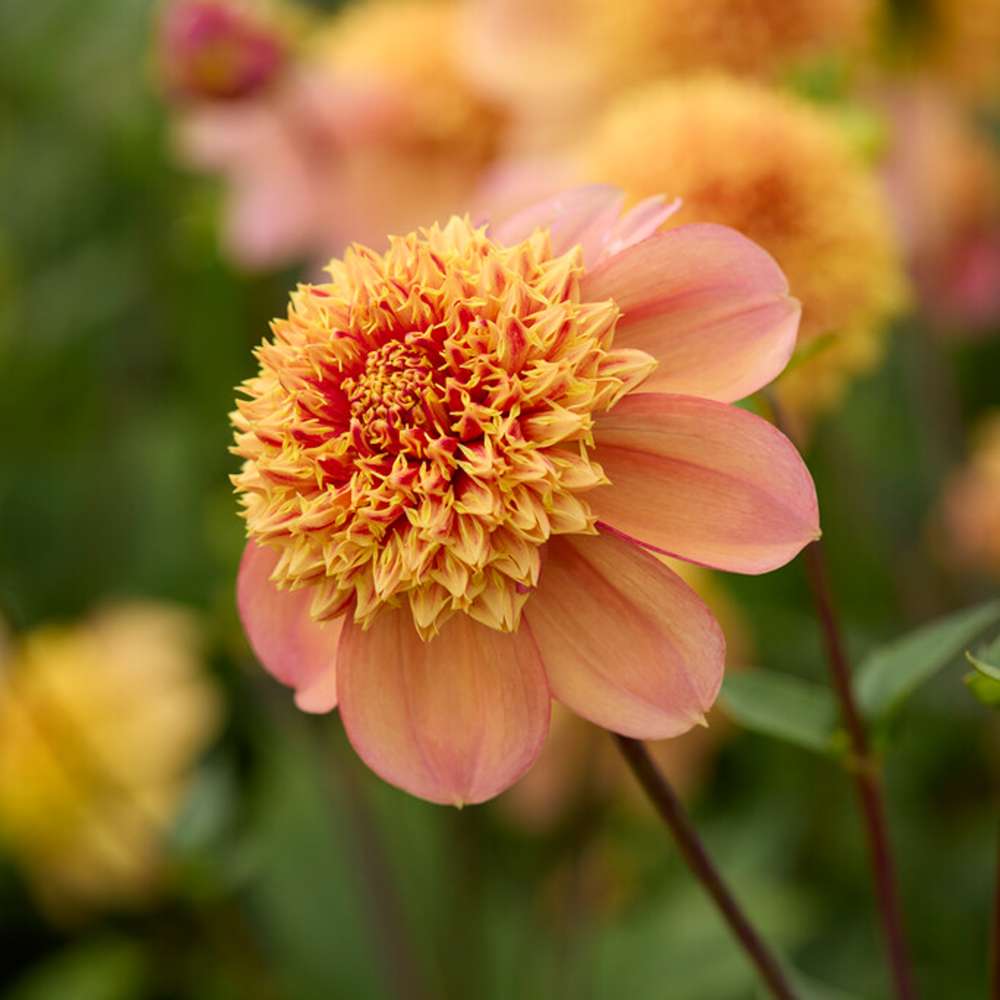 Dahlia 'Sandia Brocade'